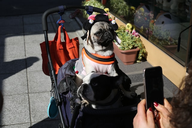 Foreigner’s Guide to Bringing Pets to Japan
